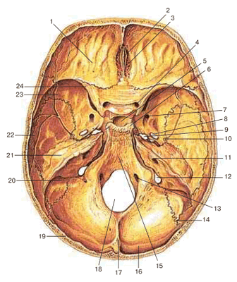 Внутреннее основание черепа