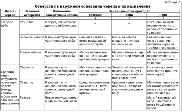 Отверстия в наружном основании черепа и их назначение