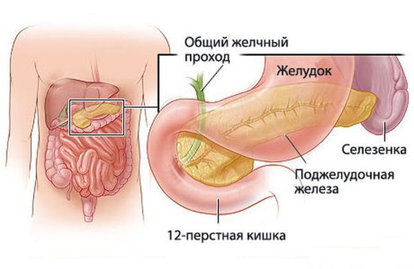 Расположение поджелудочной железы