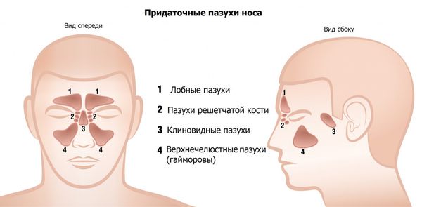 Пазухи носа