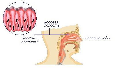 Эпителий носоглотки