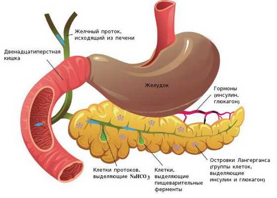 Строение поджелудочной железы