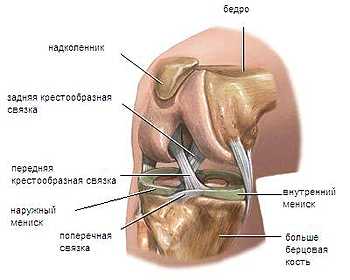 Анатомия колена