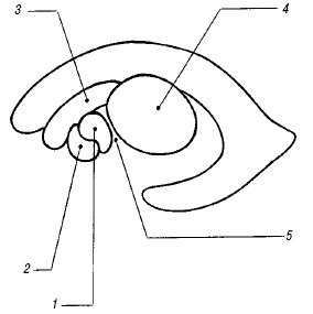 Схема: взаиморасположение структур базально-таламического комплекса на парасагиттальном срезе