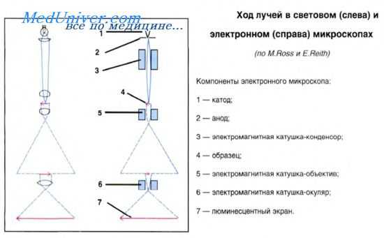 электронная микроскопия