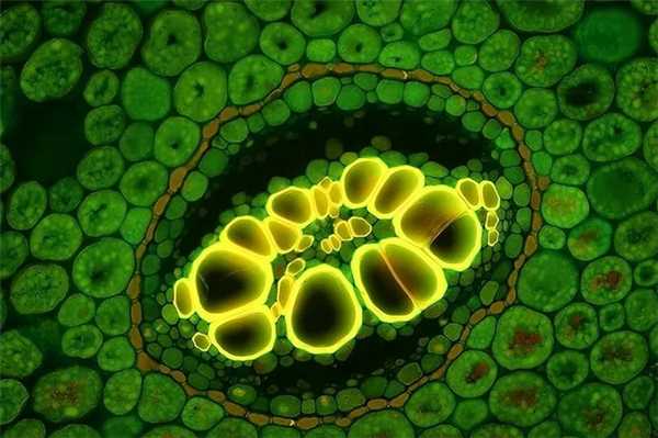 Люминесцентная микроскопия