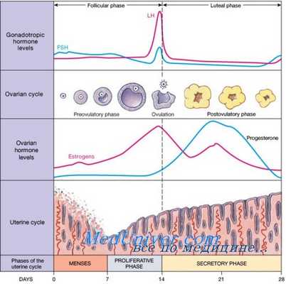 лютеиновая фаза менструального цикла