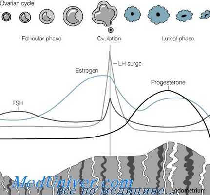 регуляция менструального цикла