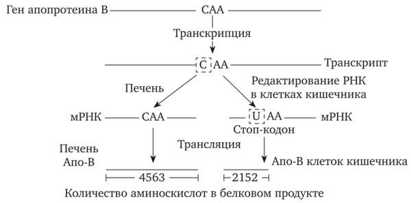 Редактирование мРНК апопротеина В