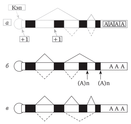 Типы альтернативного сплайсинга пре-мРНК