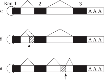 Аномальный процессинг мРНК р-глобина у больных талассемией