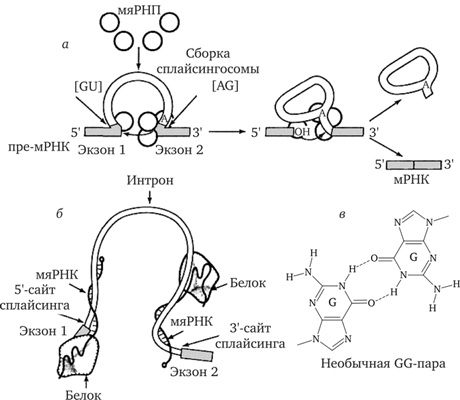 Сплайсинг предшественника мРНК с участием мяРНП