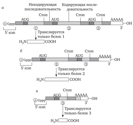 Три различные мРНК, возникающие из одной молекулы-предшественника у аденовирусов (по Б. Албертсу и др., 1994). Пояснения см. в тексте