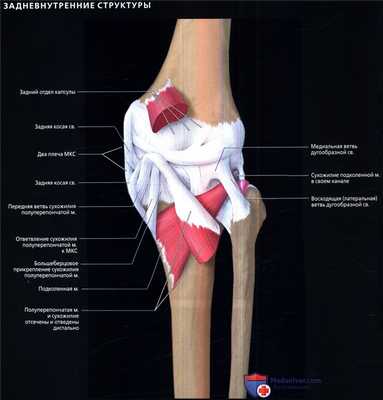 Медиальные поддерживающие структуры коленного сустава