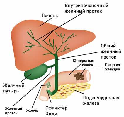 Фазы акта глотания