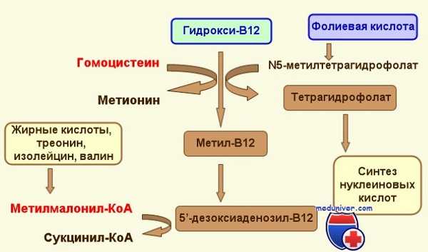 Участие фолиевой кислоты в метаболизме
