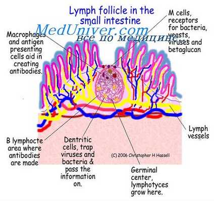 меконий эмбриона