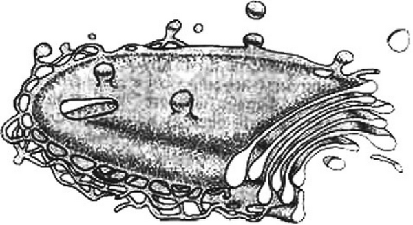 Аппарат Гольджи