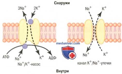 Мембранный потенциал покоя. Потенциал покоя нервных клеток