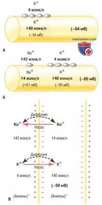 Мембранный потенциал покоя. Потенциал покоя нервных клеток