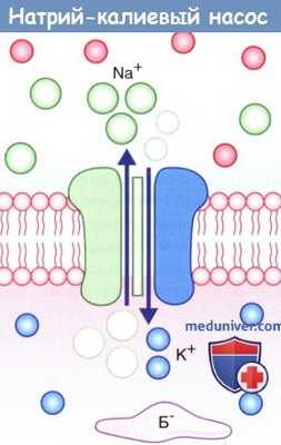 Строение натрий-калиевого насоса