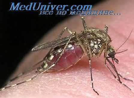 флеботомная лихорадка