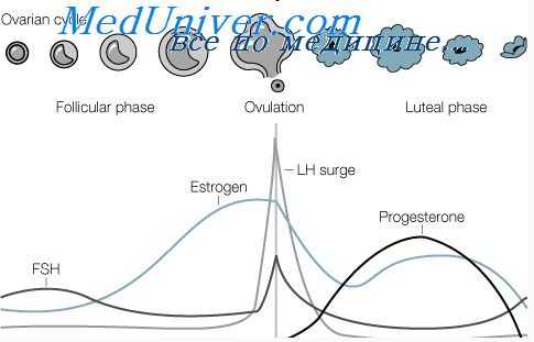 менструальный цикл
