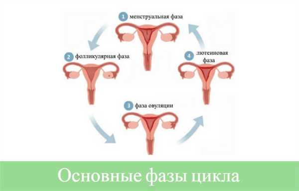 фазы менструального цикла по дням