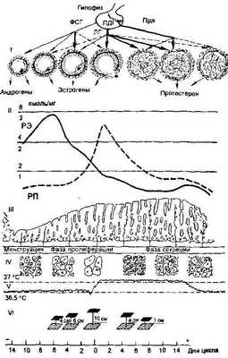 Физиология женской репродуктивной системы. Менструальный цикл. Менструации.