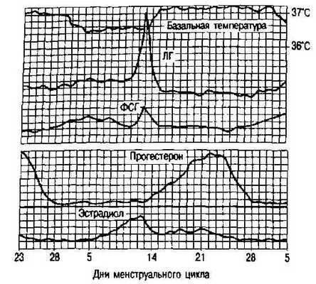 Овуляция. Желтое тело. Женские гормоны синтезируемые в яичниках.