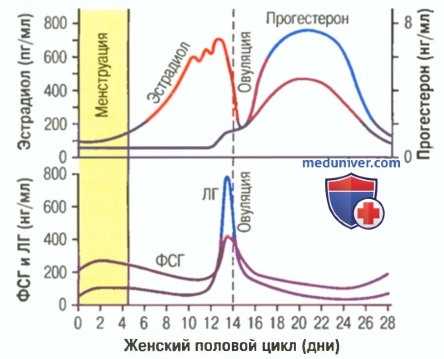 Физиология женских половых органов. Женская гормональная система