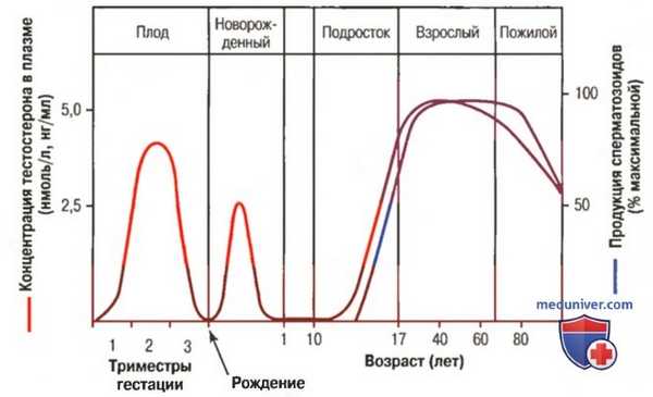 Метаболизм тестостерона. Функции тестостерона