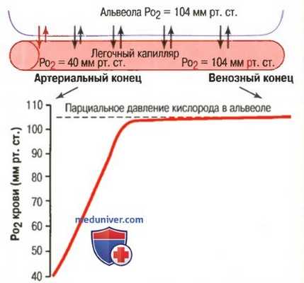 Обмен кислорода в организме. Транспорт кислорода из легких в ткани