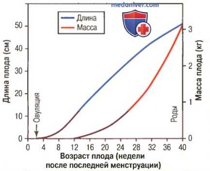 Состав женского молока. Рост и развитие плода