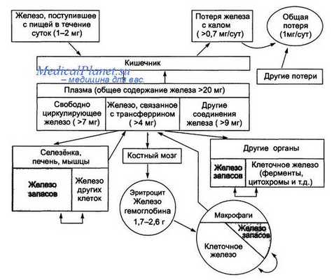 Схема обмена железа в организме взрослого человека