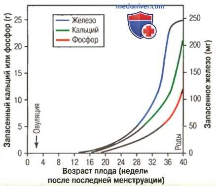 Метаболизм плода. Потребление железа плодом