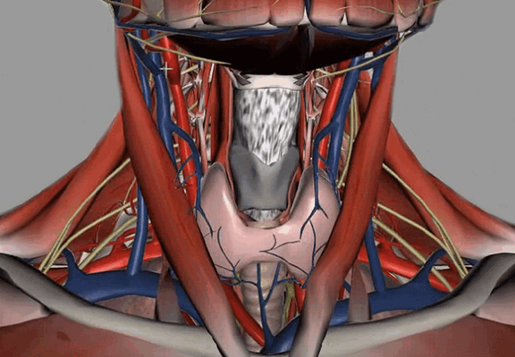 Внутренние структуры зоны интереса