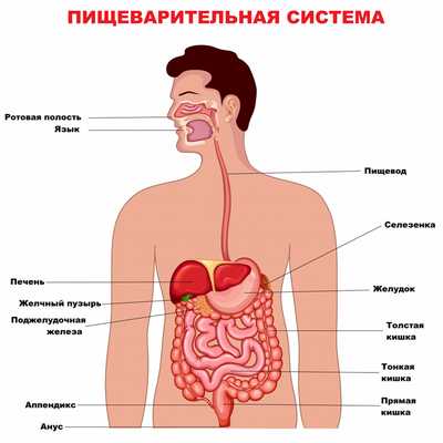 Строение пищеварительной системы.jpg