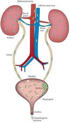 Распространение микробов в организме