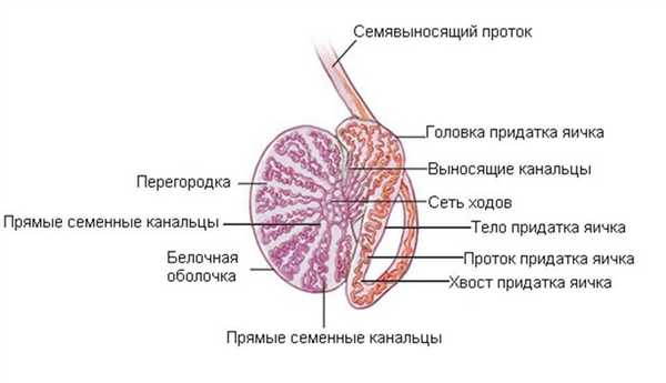 Схема придатка яичка