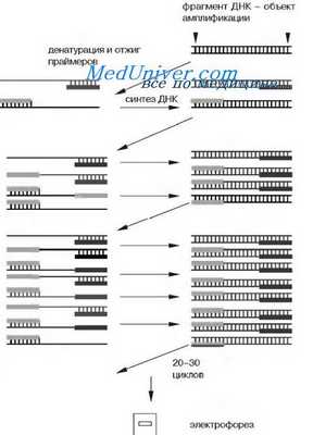 схема полимеразной цепной реакции