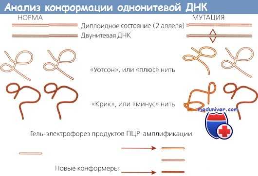 Анализ конформации ДНК