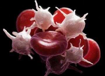 Почему трансплантация стволовых клеток считается эффективным способом лечения рака