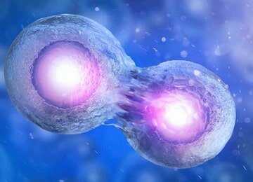 Почему трансплантация стволовых клеток считается эффективным способом лечения рака