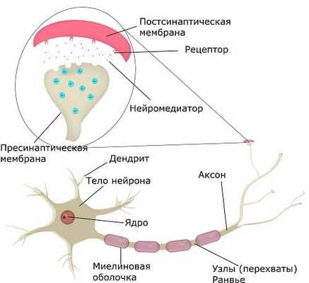 Нейрон и синапс