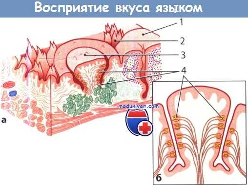 Восприятие вкуса языком