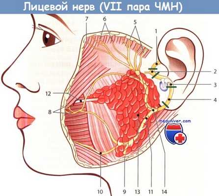 Лицевой нерв и его ветви