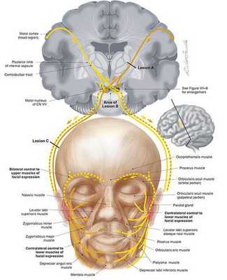 Кортико-нуклеарный путь