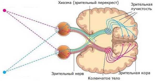 Элементы зрительного анализатора
