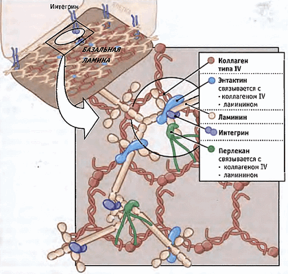 Схема полимеризации ламинина